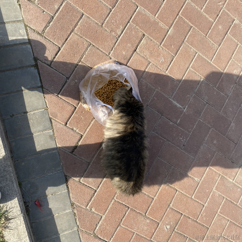 海猫与海豹于2022-11-28 16:38发布的图片