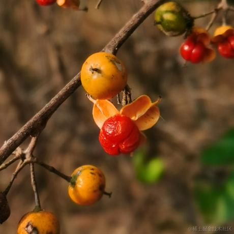 月季花于2022-11-26 14:09发布的图片