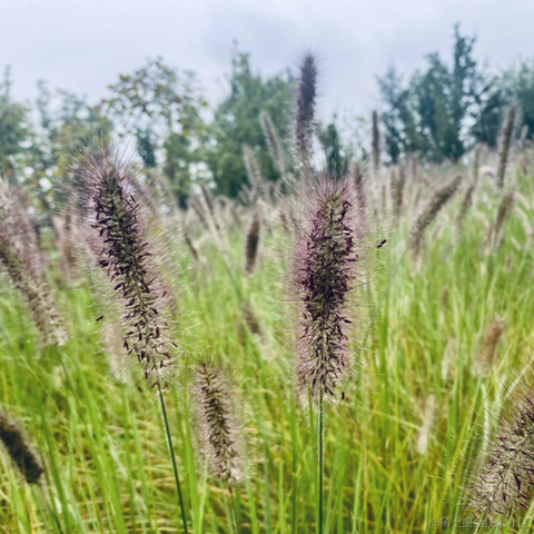 摄氏40度于2021-09-14 10:56发布的图片