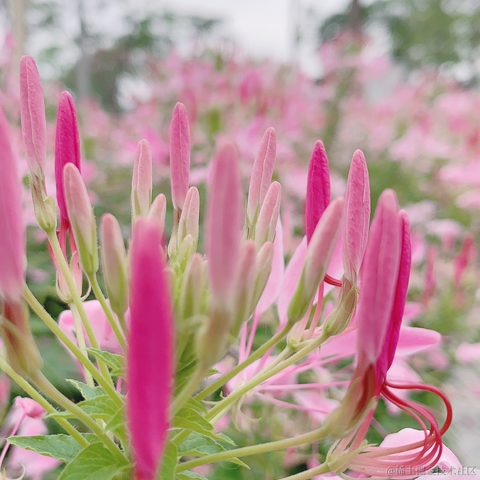 我是阿沐于2021-05-28 17:32发布的图片