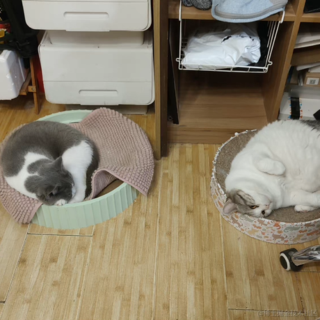 我家猫叫佩奇于2021-11-09 20:45发布的图片
