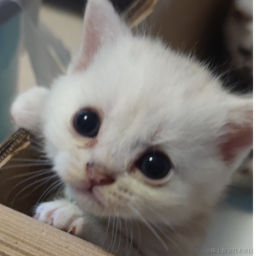 orangecat于2023-05-23 10:36发布的图片