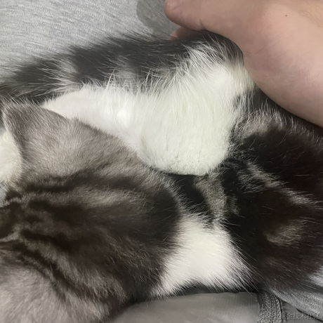 大肥咕于2022-12-07 10:41发布的图片