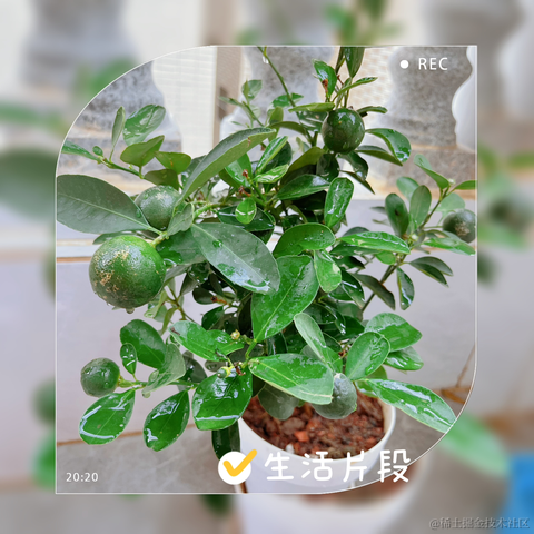 手可摘棉花于2023-05-09 22:00发布的图片