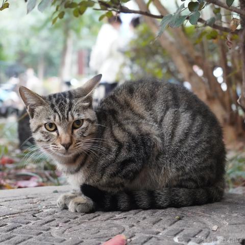 西米酱米西于2022-11-16 17:20发布的图片