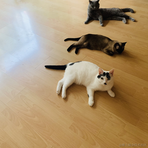 一只小橘猫于2021-11-28 20:30发布的图片