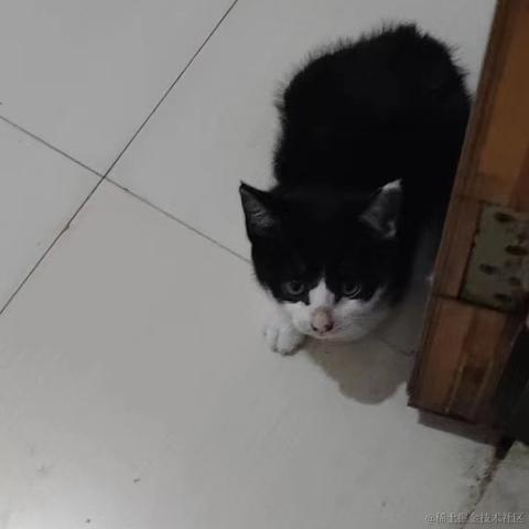 梦想是回家养猪于2024-06-24 10:34发布的图片