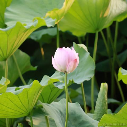 你脸红什么啊于2023-07-13 10:25发布的图片