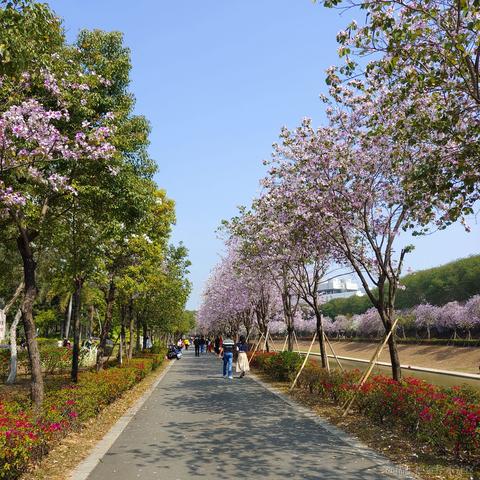 柒号华仔于2023-03-05 14:08发布的图片