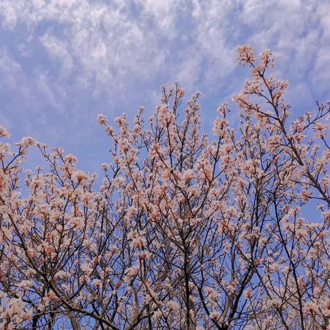 狗熊岭在逃翠花于2023-03-14 08:59发布的图片