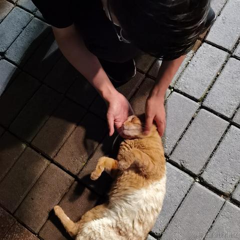 飞鸟与林于2021-09-06 18:54发布的图片