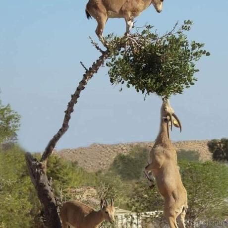 Meas于2020-11-12 13:06发布的图片