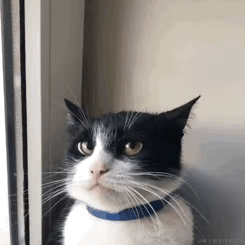 库洛米于2022-11-25 12:13发布的图片