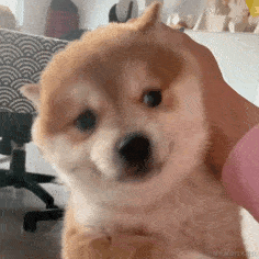 暗影岛极地大乱斗DD于2023-05-26 09:31发布的图片