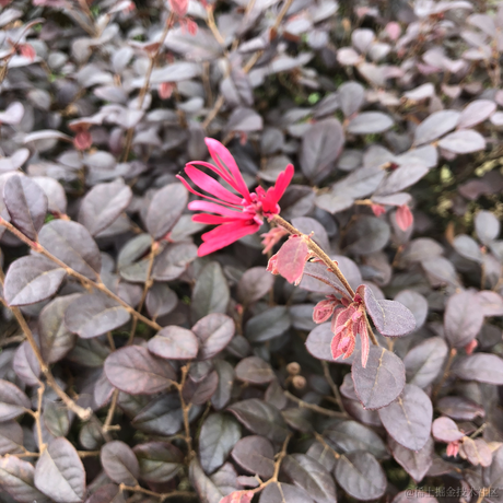 摸鱼P24大师于2021-07-05 18:54发布的图片