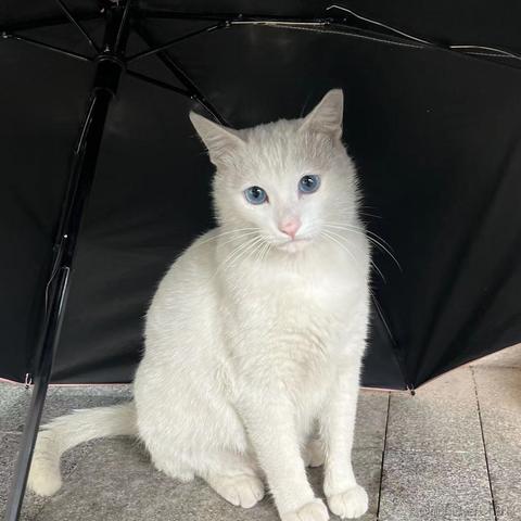 小绵羊呀于2023-05-05 23:53发布的图片