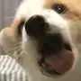 汪汪队上海分汪于2023-08-18 15:22发布的图片