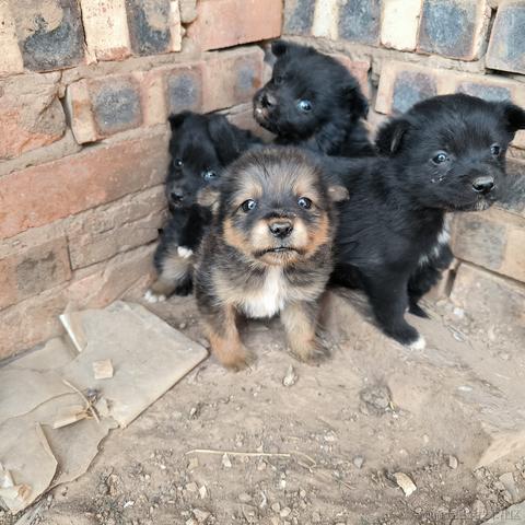 Phantom460于2023-04-30 13:30发布的图片