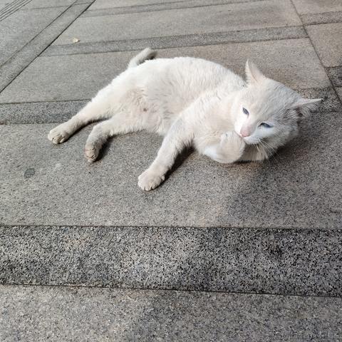 小绵羊呀于2023-05-05 23:53发布的图片