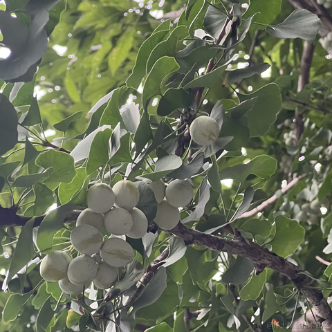 安酱于2023-08-24 12:25发布的图片