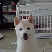 抠脚开发的个人资料头像