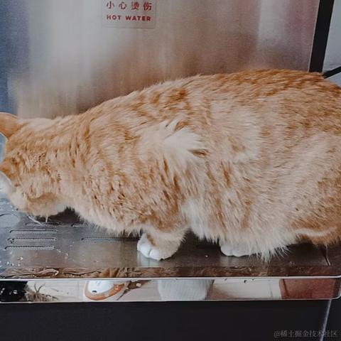 猫佛佛于2024-03-06 08:01发布的图片