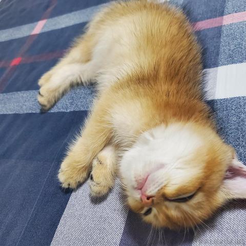 将军山最速下山传说于2020-12-15 08:28发布的图片