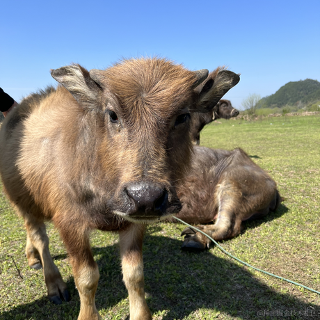 JAVA旭阳于2023-06-04 08:59发布的图片