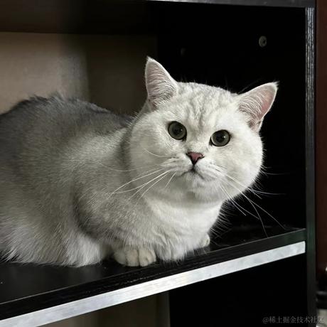 奶淇琳究竟吃什么于2022-12-22 21:47发布的图片