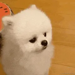可爱修狗.gif