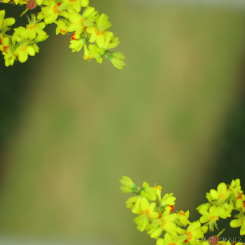 红毛丹于2022-09-18 22:38发布的图片