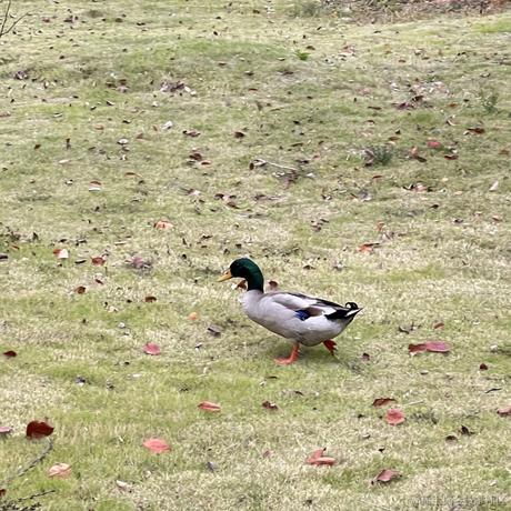 猪鼻小向晚于2023-07-03 07:36发布的图片