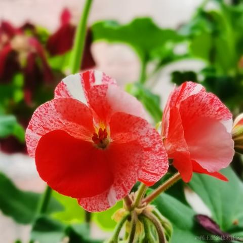 月季花于2022-11-29 15:38发布的图片