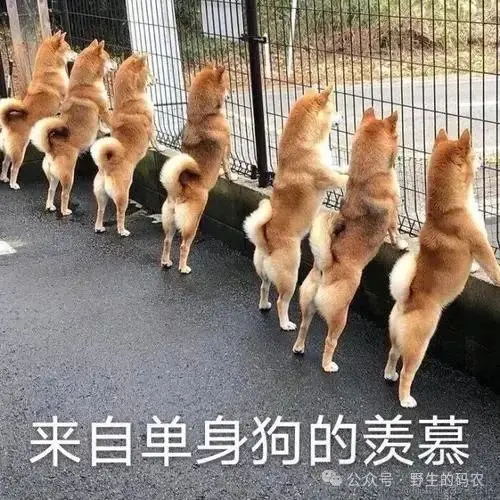 来自单身狗的羡慕