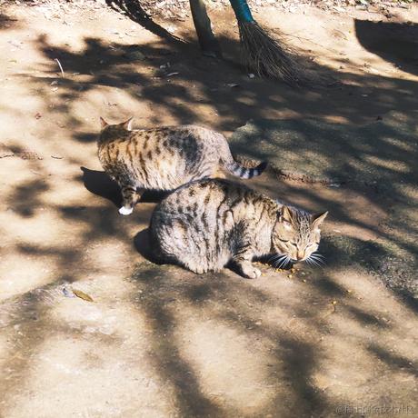 琳子加碗饭于2022-11-10 08:44发布的图片