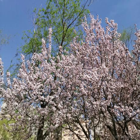 清风月明于2023-03-12 22:58发布的图片