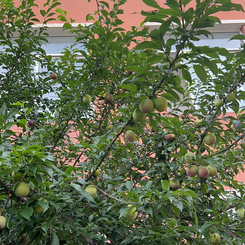 小橙子呀于2023-06-14 11:01发布的图片