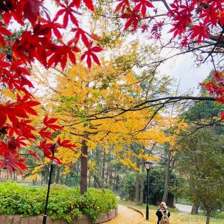 西红柿盖饭于2022-11-22 11:01发布的图片