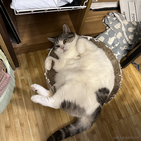 我家猫叫佩奇于2021-11-21 16:11发布的图片