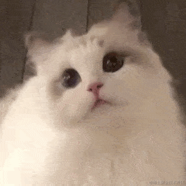 囧史密斯于2022-11-15 19:52发布的图片