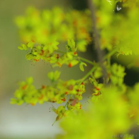 红毛丹于2022-09-18 22:38发布的图片