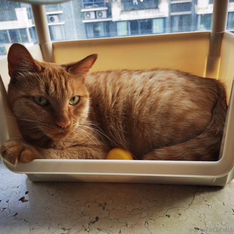 orangecat于2023-06-03 08:32发布的图片