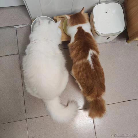 你怎么瘦的像条狗一样于2023-03-02 09:19发布的图片