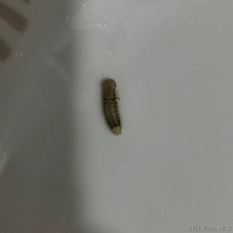 落魄前端在线js炒饭_5元一份于2022-07-13 10:19发布的图片