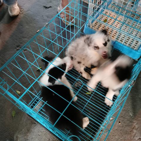 Yj家的孺子牛于2022-10-11 23:31发布的图片