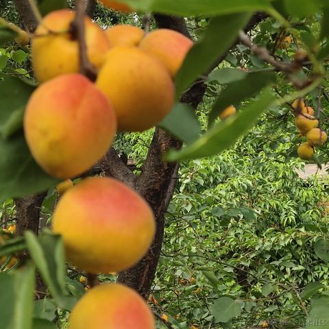 土豆嘀咕于2022-06-17 13:09发布的图片