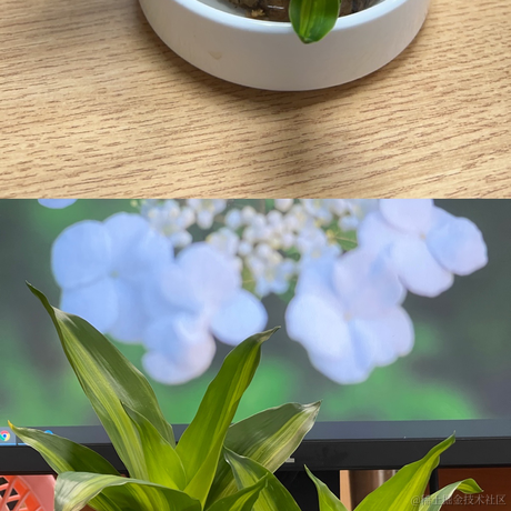 红毛丹于2022-06-07 16:09发布的图片