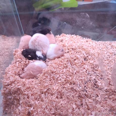 囧史密斯于2022-11-13 19:03发布的图片