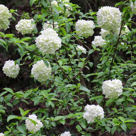 猪鼻小向晚于2023-07-10 09:07发布的图片