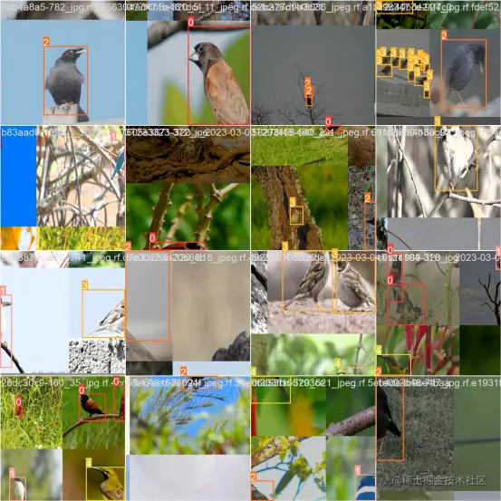高精度鸟类目标检测识别系统5193.png